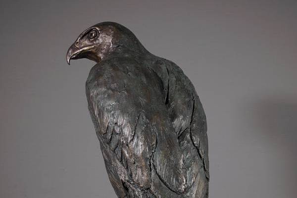 Harris Hawk Sculpture